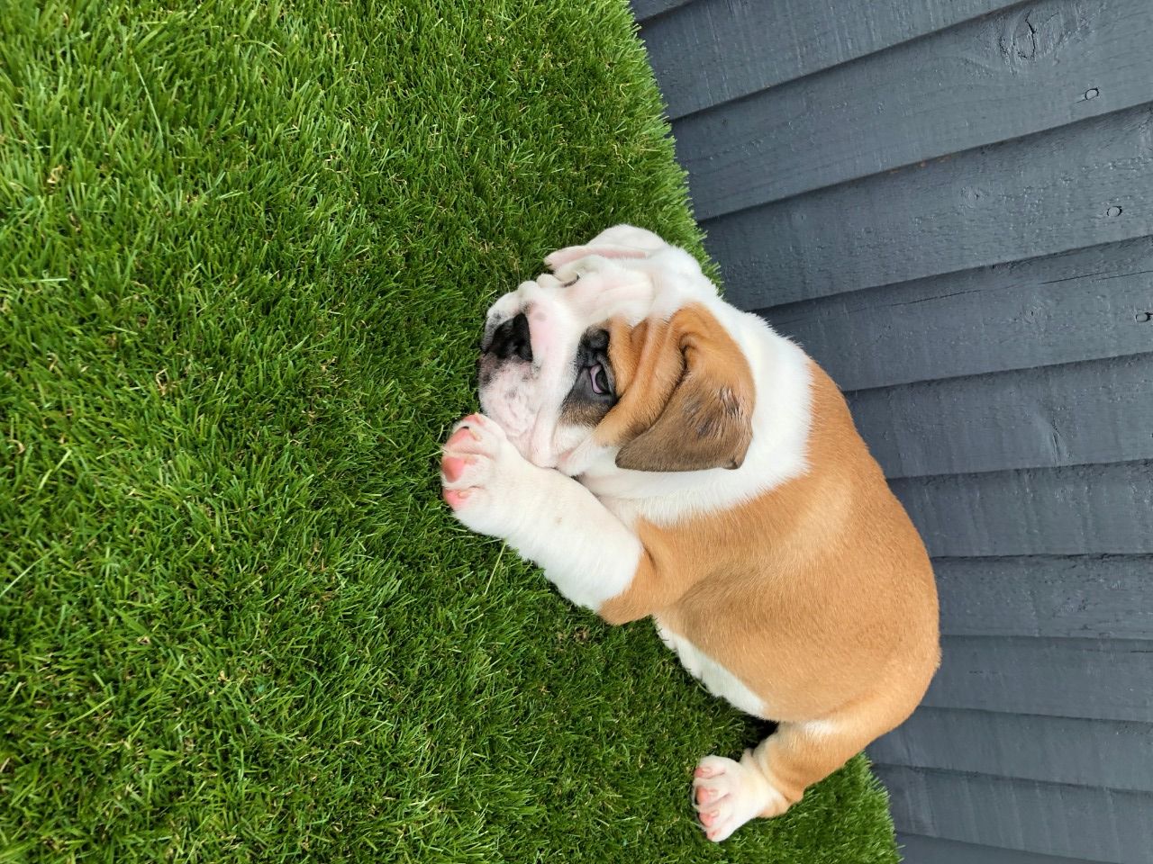 Bulldog Puppies for sale Classifieds.uk Free