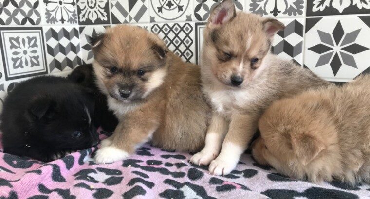 Adorable pomsky puppies