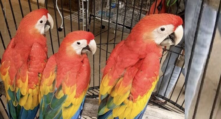 Family Scarlet macaw available
