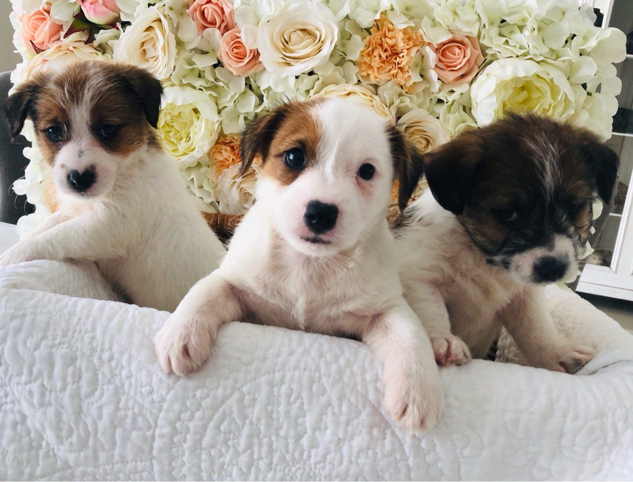Beautifu Jack Russell puppies,