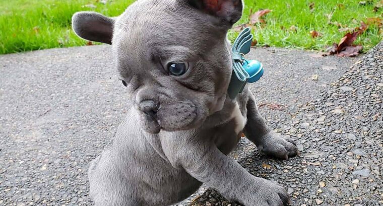 Blue french bulldog puppy kc registered