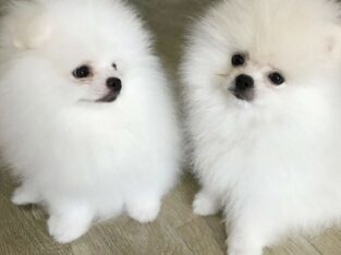 White Pomeranians puppies available