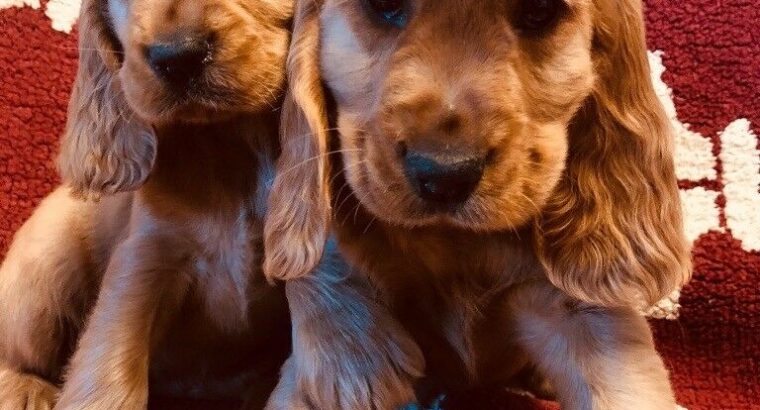 Cocker Spaniel Pups ready now for sale