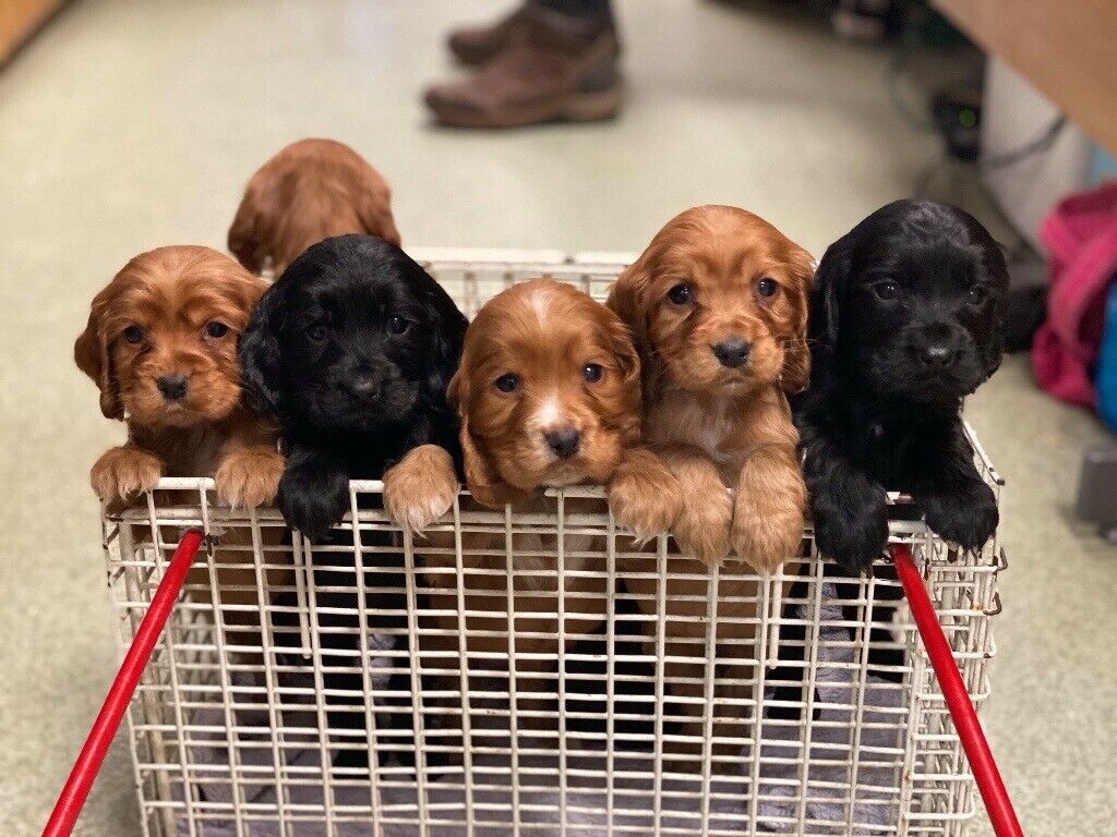 cocker spaniel puppies for sale uk