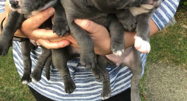 staffordshire bull terrier puppies for sale in UK