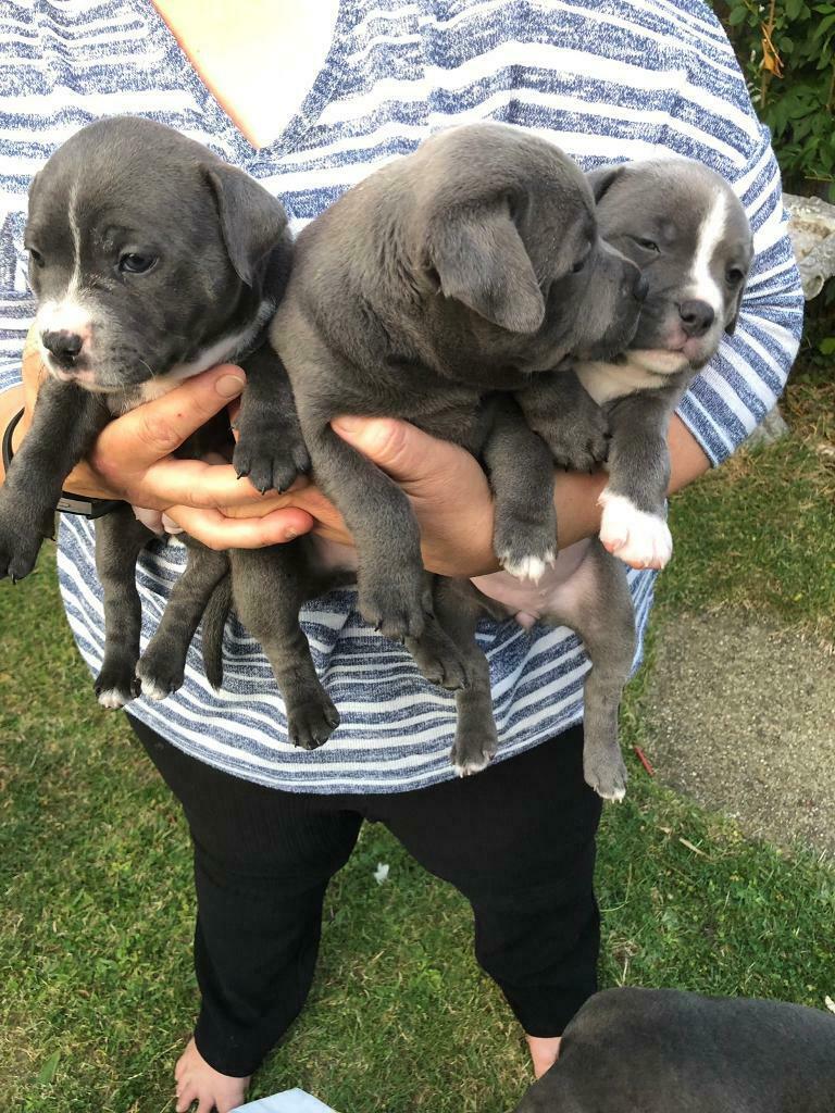 staffordshire bull terrier puppies for sale in UK