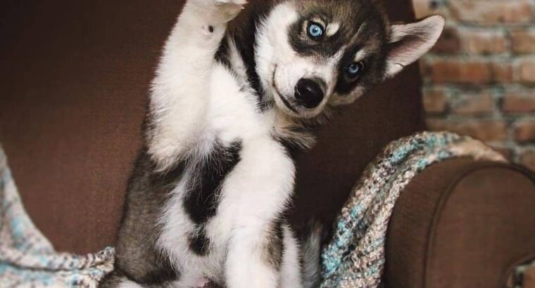 Gorgeous Siberian Husky Puppies . +306947300203