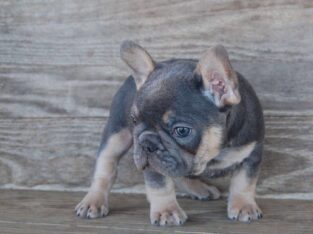 French Bulldog Puppies For Sale +306947300203