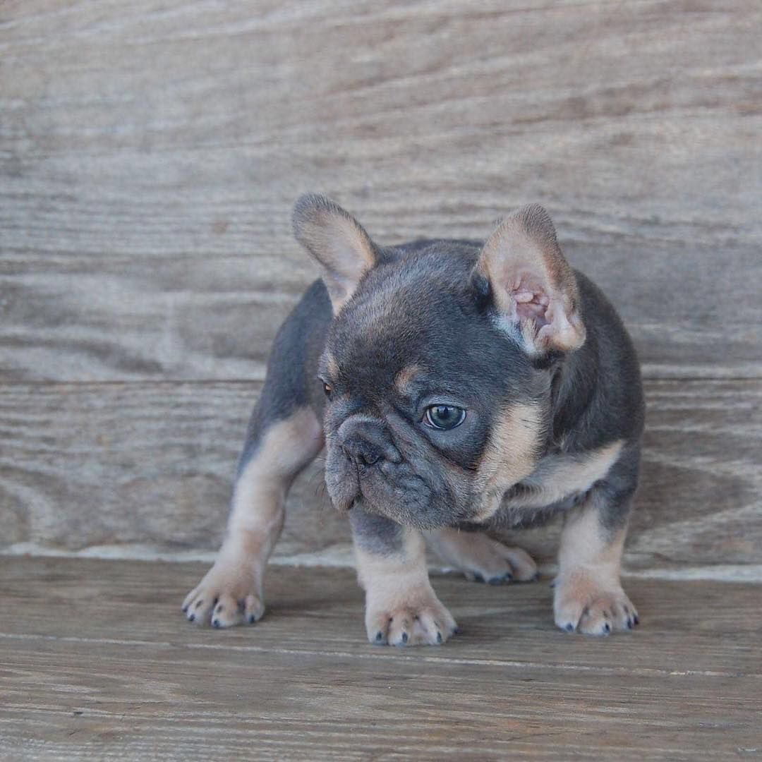 French Bulldog Puppies For Sale +306947300203