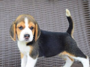 Beautiful Beagle Puppies for adoption