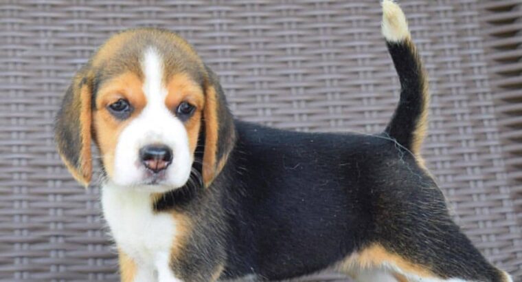 Beautiful Beagle Puppies for adoption