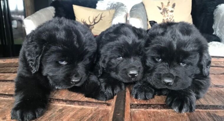 Newfoundland Puppies for new home.