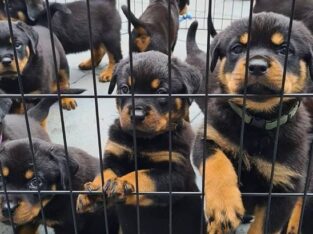 Rottweiler Puppies Girls and boys For Sale.. +4474