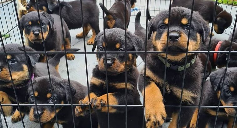 Rottweiler Puppies Girls and boys For Sale.. +4474
