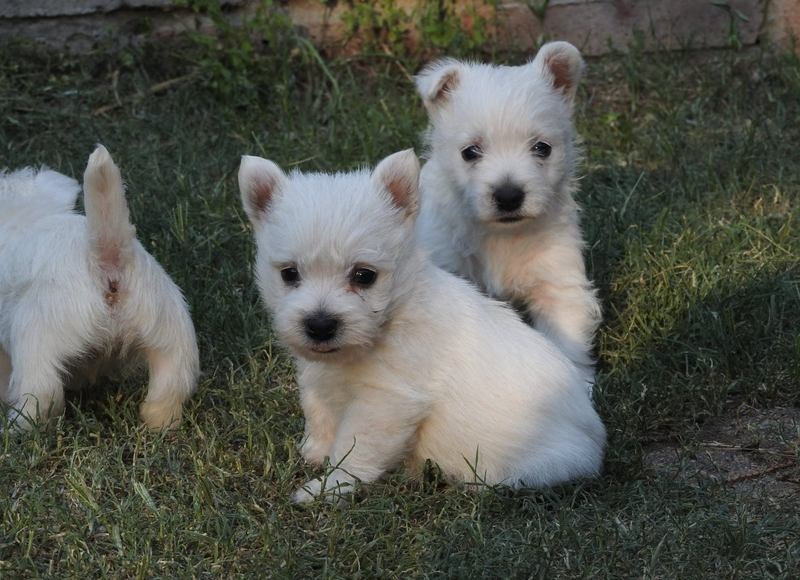 Excellent West Highland Terrier Puppies