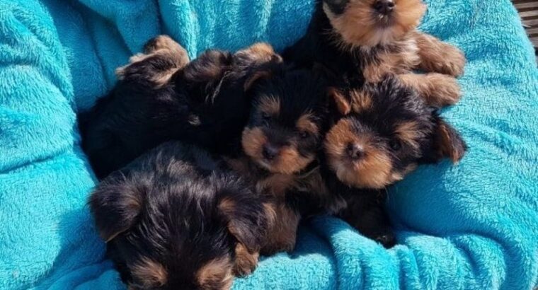 Yorkshire Terrier Puppies..