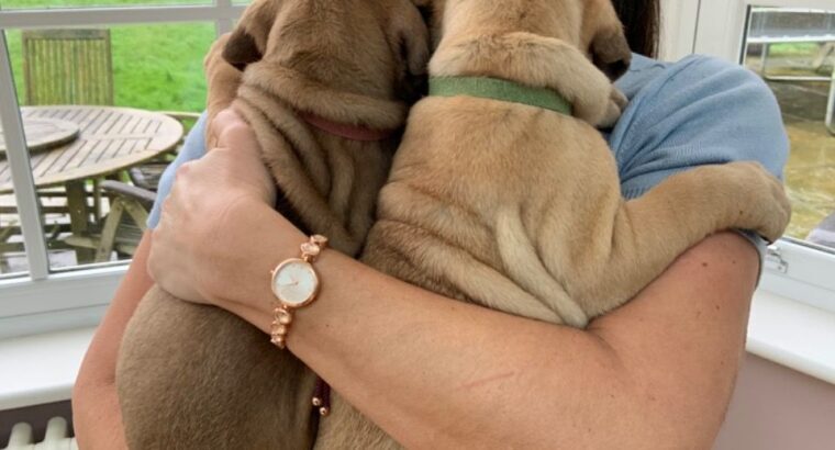 Beautiful chunky bullmastiff puppies for sale.