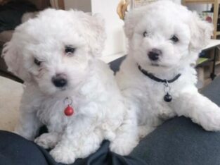 Beautiful Bichon frise pups,.whatsapp me