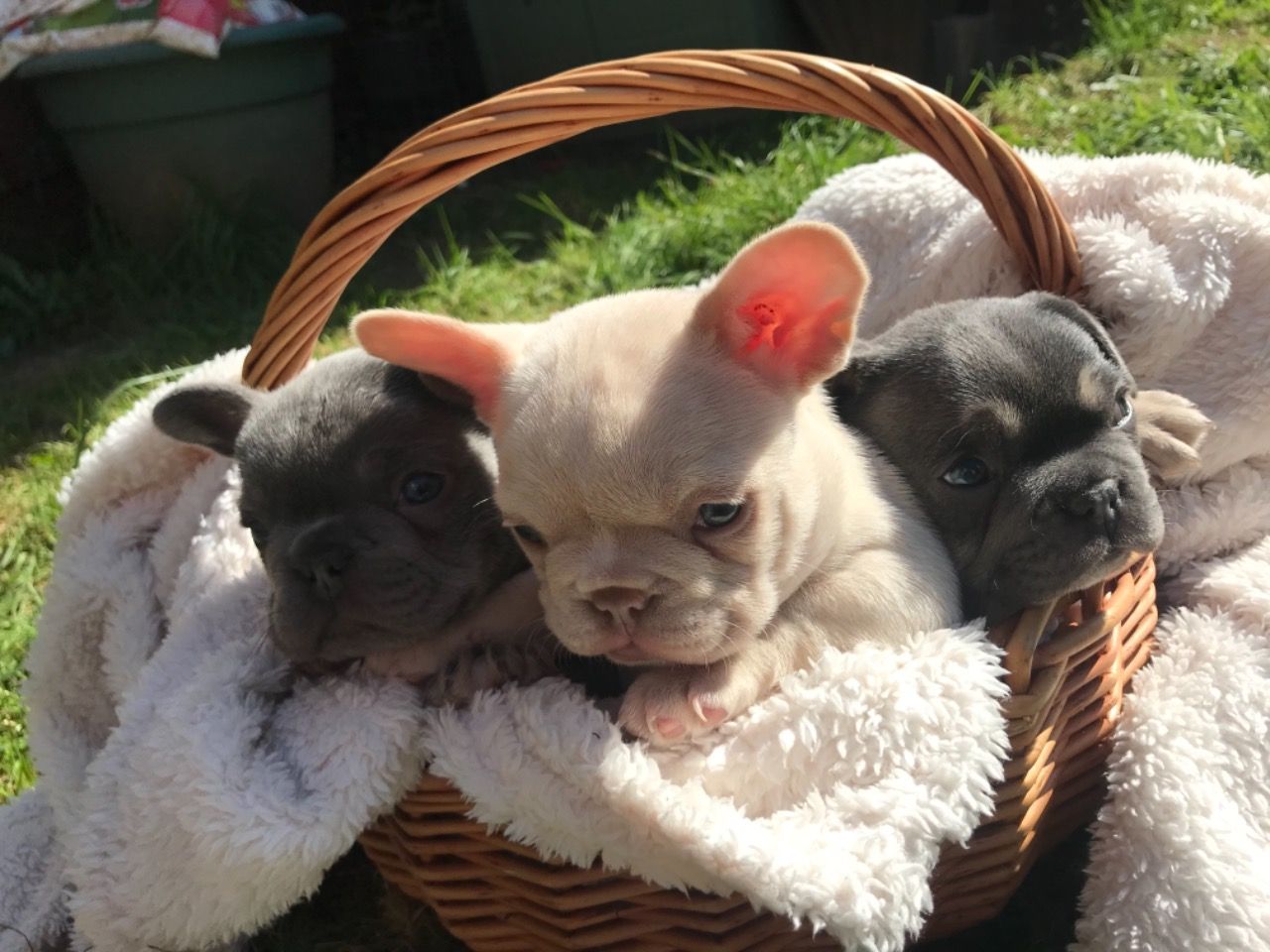 Beautiful French puppies available