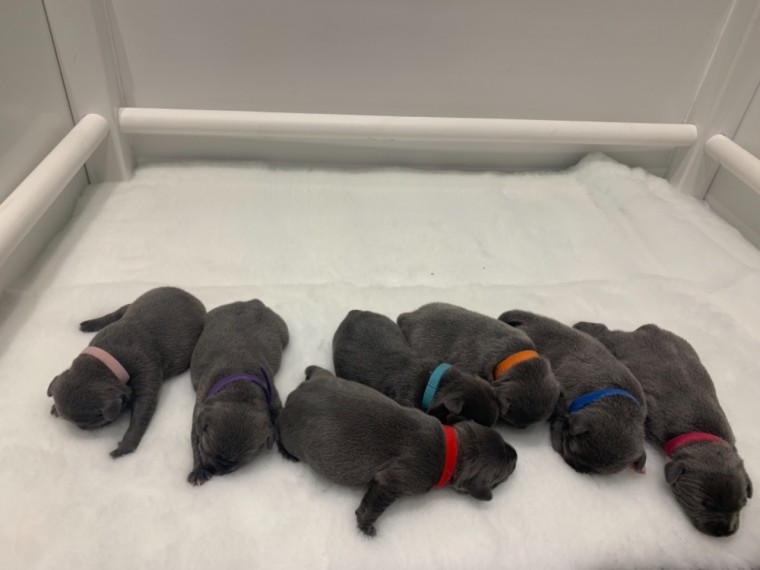 Staffordshire bull Terriers Puppies For Sale