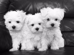 Stunning White Teacup Maltese Puppies