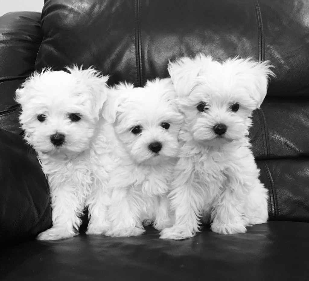 Stunning White Teacup Maltese Puppies