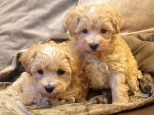 Beautiful Maltipoo Puppies. +447440524997