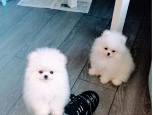 Boy & Girl Kc Pomeranians .. +447440524997