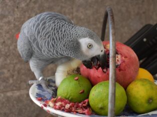 African grey parrot for rehoming