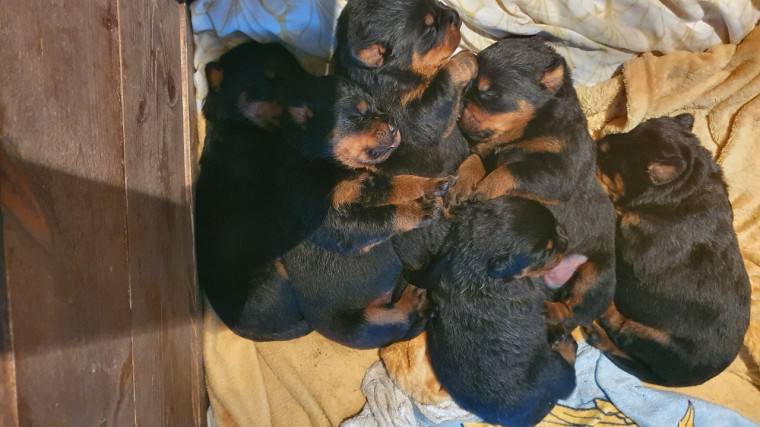 Adorable Rottweiler Puppies for Re-homing