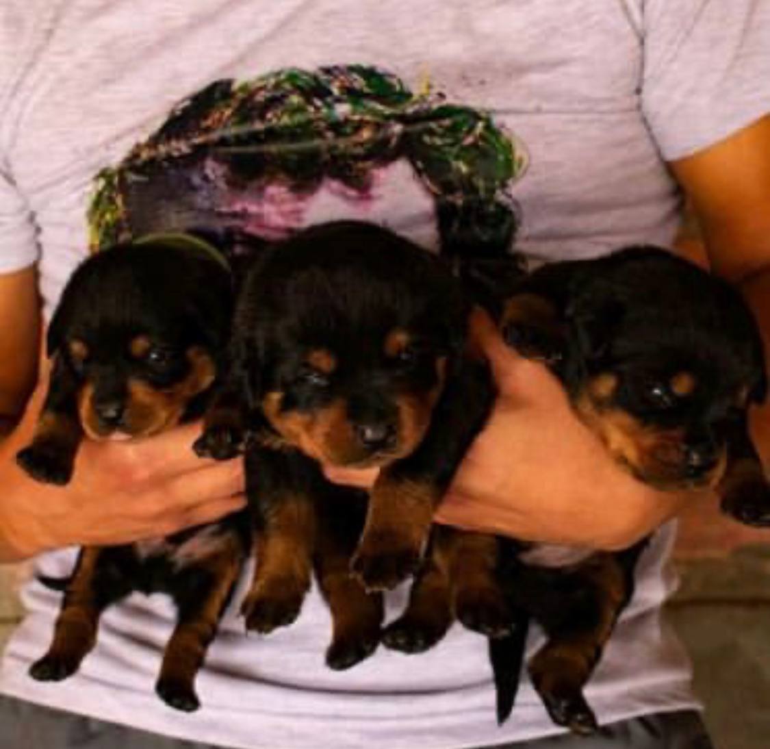 Adorable Rottweiler Puppies for Re-homing