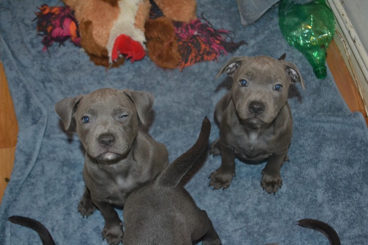 KC Reg~Ace, Males/Females Blue Staffy Puppies