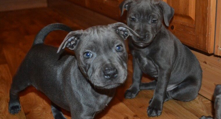 KC Reg~Ace, Males/Females Blue Staffy Puppies