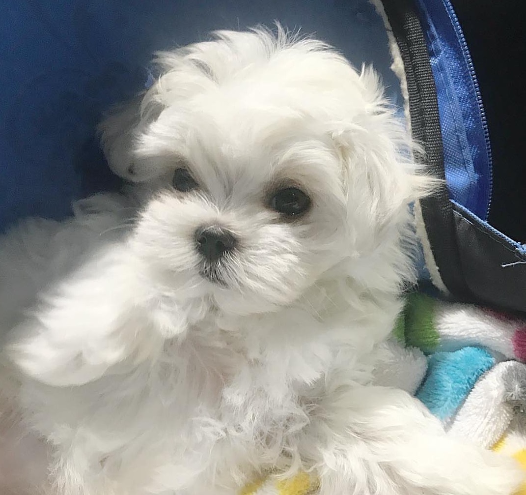 Excellent Maltese Puppies available