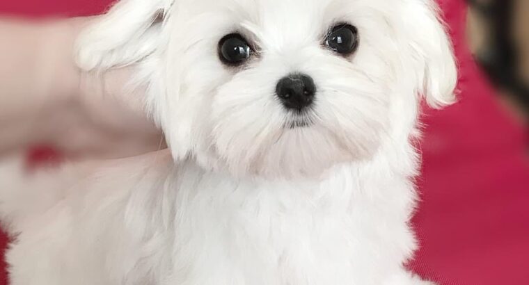 Excellent Maltese Puppies available