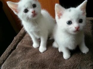 turkish angora kittens for sale both male and fema