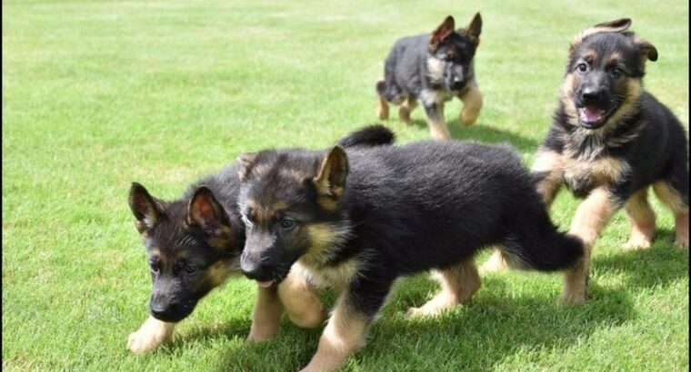 Adorable German Shepherd puppies looking for a lov