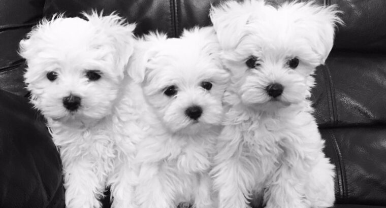Stunning White Teacup Maltese Puppies +44744052499