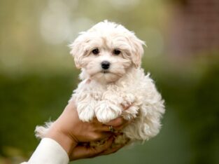 Toy Maltipoo ready for a new home