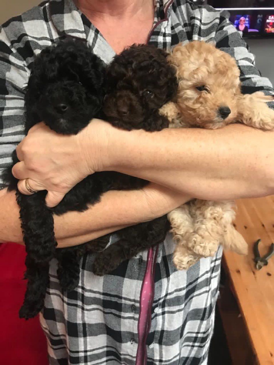 Miniature Poodle puppies (+447440524997) These go