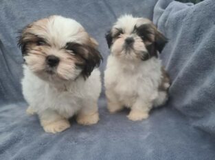 Shih Tzu puppies +447440524997 Beautiful and ado