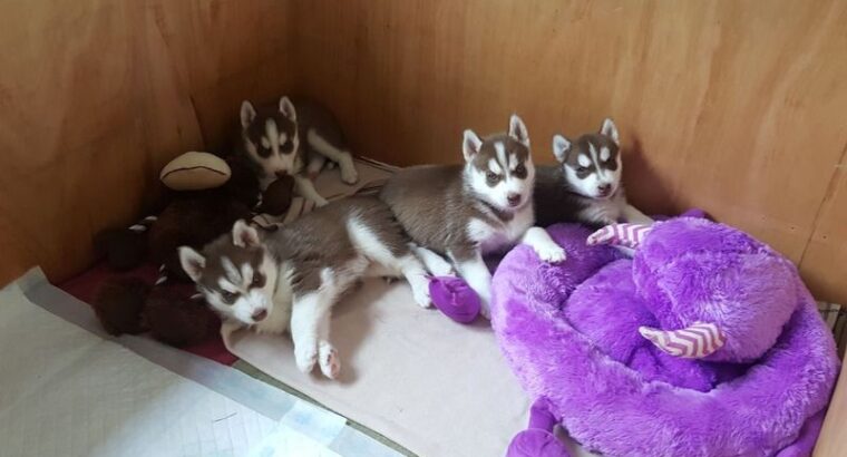 Siberian Husky puppies (+447440524997) I have fou