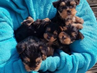 Adorable Teacup Yorkie Puppies +447440524997 They
