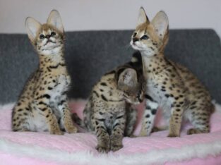 savannah kittens