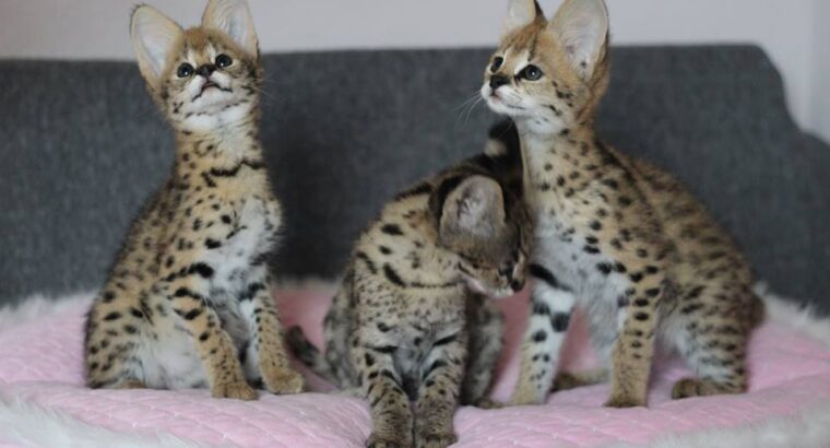 savannah kittens