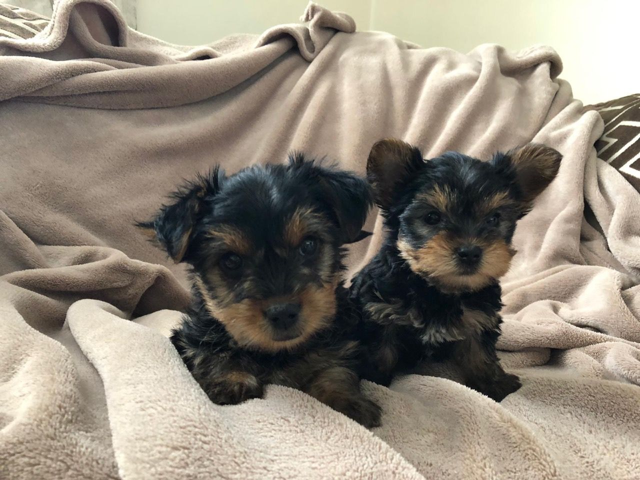 beautifull yorkies pupies for sale