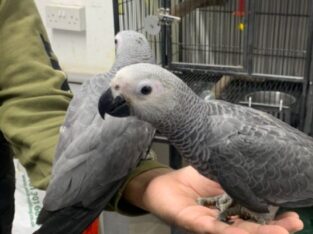 Friendly African Grey Parrot