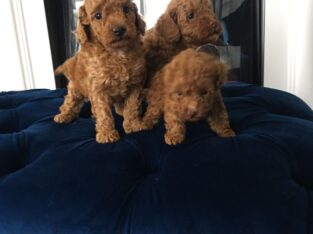Toy Poodle puppies.