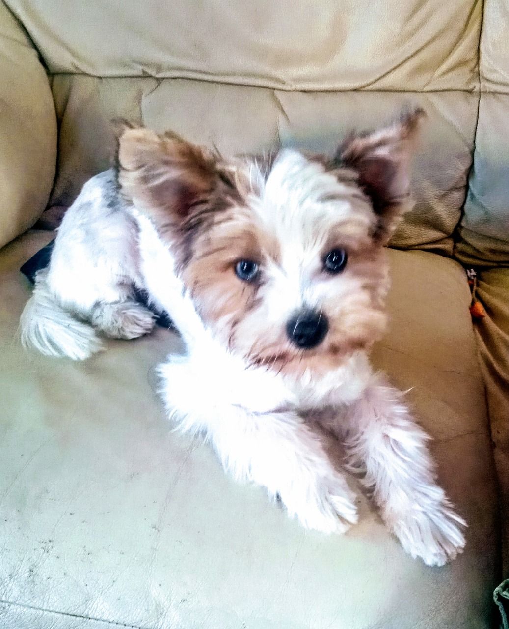 Biewer Terrier puppies +447440524997 Mom and Dad