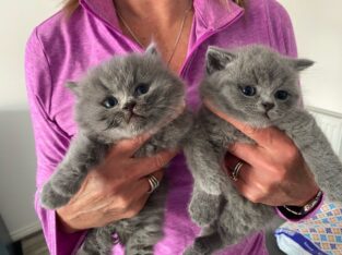 5 blue British shorthair kittens